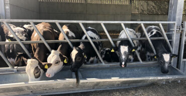 cattle in barn in SDNP