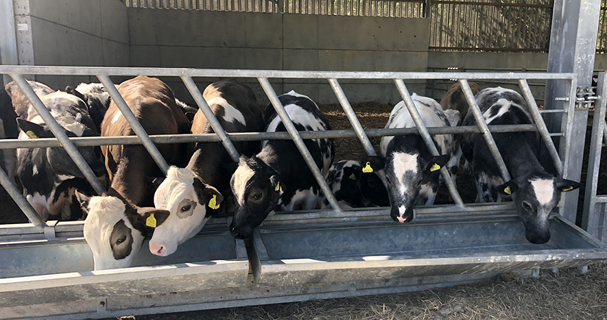 cattle in barn in SDNP